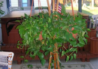 Plant Hanger Plantstand